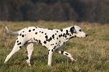 DALMATIEN 419